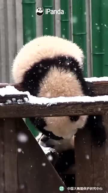 吃瓜小熊网易,揭秘网易背后的趣味故事