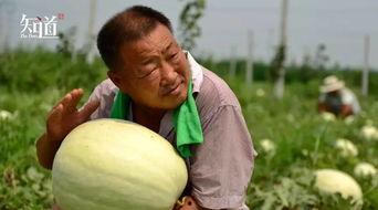 城市学吃瓜,探寻美食背后的城市文化底蕴