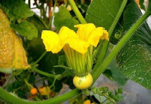 宝宝常吃瓜花,宝宝营养新选择