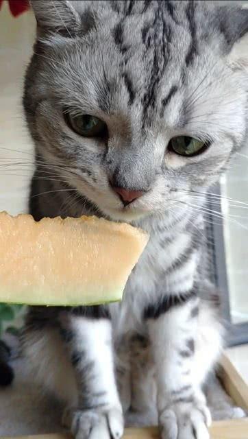 猫咪老是吃瓜,揭秘瓜类对猫咪的诱惑