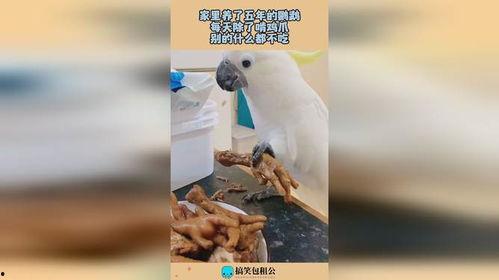 鹦鹉吃鸡瓜视频,揭秘吃鸡瓜的欢乐瞬间