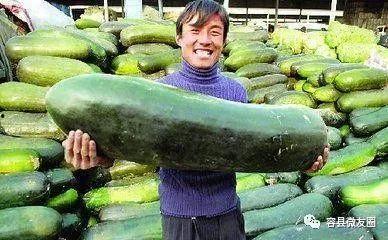 50后吃瓜,那些年我们一起吃瓜的日子