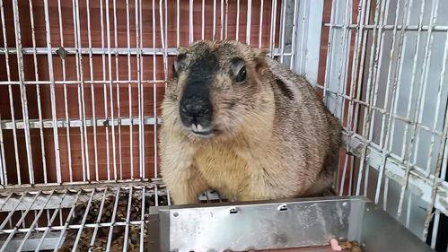 吃瓜哥老鼠,揭秘娱乐圈背后的神秘故事