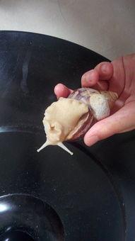 蜗牛吃瓜叶吗,揭秘它们对瓜叶的喜爱之谜