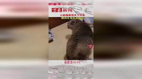 吃瓜群众猫小跳,吃瓜群众的趣味生活