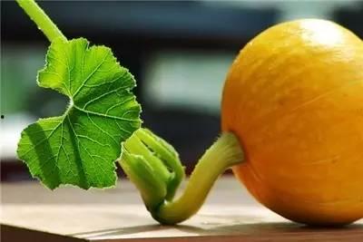 煮叶吃瓜,煮叶食瓜，探寻传统美食新风尚