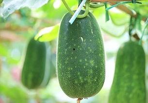 长条吃瓜,品味夏日清凉新风尚