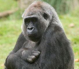 猩猩吃哈密瓜图片,与哈密瓜的甜蜜邂逅