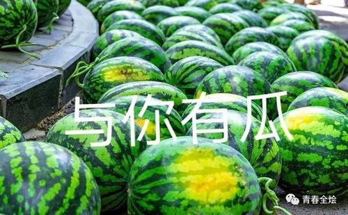 吃学校瓜,揭秘那些校园里的“吃瓜”故事