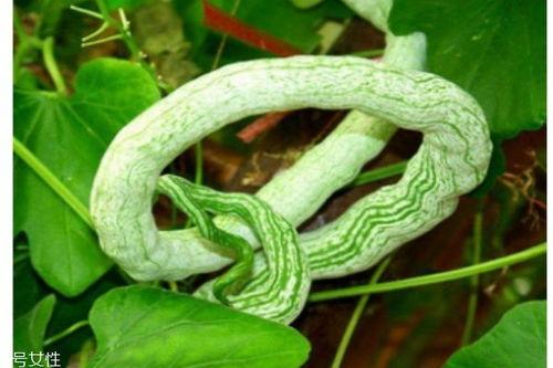 蛇瓜能怎么吃,解锁健康美味新体验