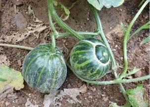 农村大姐吃秋瓜图片,农村大姐的丰收喜悦瞬间